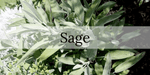 The Benefits of Sage for Respiratory and Overall Health