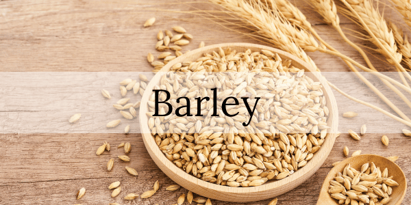 The Benefits of Barley for Diabetics and Overall Health