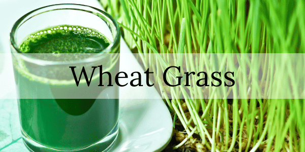 The Benefits of Wheatgrass for Diabetics and Overall Health