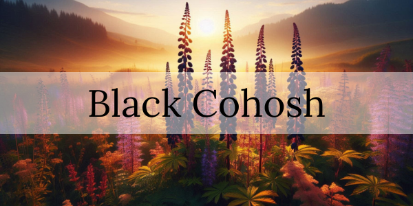 Black Cohosh: A Natural Remedy for Diabetics with High Blood Pressure