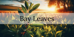 Bay Leaves: A Natural Remedy for High Blood Sugar and High Blood Pressure