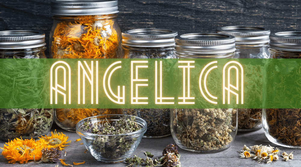 Unveiling the Healing Properties of Angelica Root: Uses, Benefits, and Warnings
