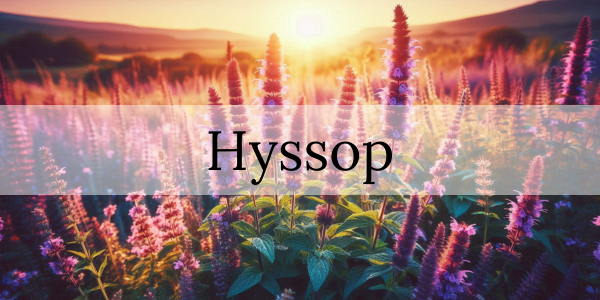 Hyssop Herb: A Natural Ally for Diabetics