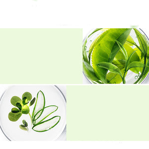 Green Tea Herbal 5-Piece Set